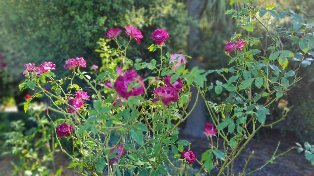 Villa Bidwills Gem Greytown Esterno foto